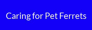 Caring for Pet Ferrets